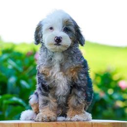 Kodiak (socialization program student) - Merle male Bernedoodle puppy in Dundee, Ohio from Down Home Doodle