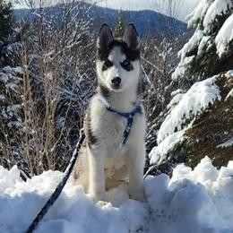 Siberian Husky puppies from Glacier Run Huskies