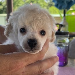 Poodle Puppies from Makays poodles