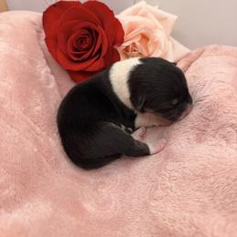 Strauss - Black and tan male Pembroke Welsh Corgi puppy in Snellville, Georgia from Laur's Classic Corgis