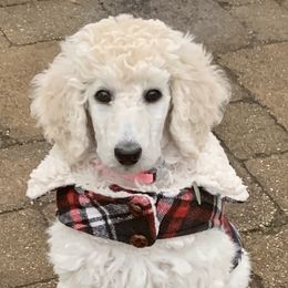 Poodle Puppies from MizzElle’s Standard Poodles