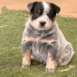 Blue Collar - Blue speckled male Australian Cattle Dog puppy in Nevada, Missouri from Back Road Dog Company, LLC