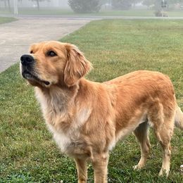 Wiley - Golden Retriever