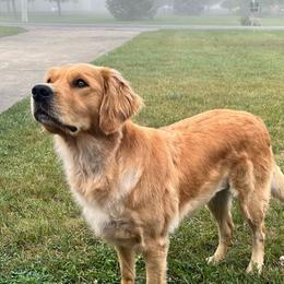 Wiley - Golden Retriever