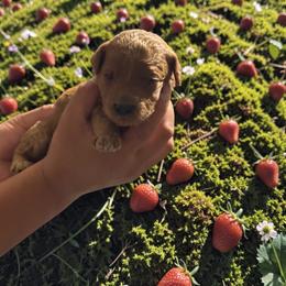 Strawberry - Red  female Goldendoodle puppy in Gainesville, Florida from Pet Inn Xxweetdoodles