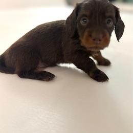 Coco - Chocolate and tan male Dachshund puppy in Temecula, California from Naomi Magee's Dachshund Kennel