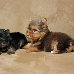 Yorkshire Terrier Puppies from Brat Babies