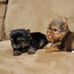 Yorkshire Terrier Puppies from Brat Babies