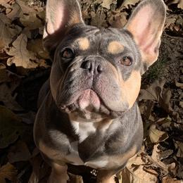 Rubble - French Bulldog