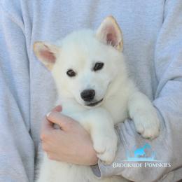 Pomsky Puppies from Mischa Nelson