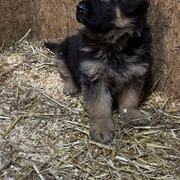 German Shepherd Puppies from Haus of Beautiful Chaos German Shepherds