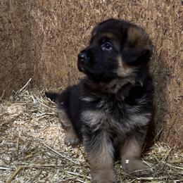 German Shepherd Puppies from Haus of Beautiful Chaos German Shepherds