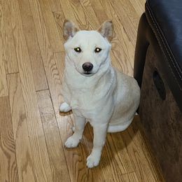 Princess - Shiba Inu