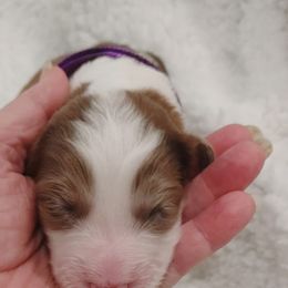 Aussiedoodle Puppies from Southern Charm Doodles