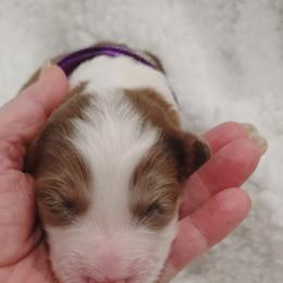 Aussiedoodle Puppies from Southern Charm Doodles