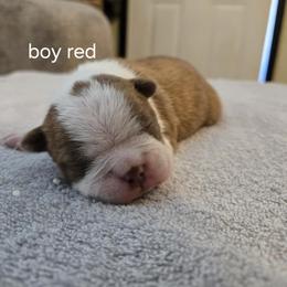 Boston Terrier Puppies from Bostic's bostons