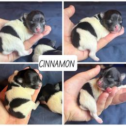 Cinnamon - Black White and Brown - Tri-colored female Pomeranian puppy in Saint Ignatius, Montana from Pomeranians Montana