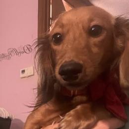 Layla - Dachshund