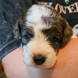 Milo - Merle male Cavapoo puppy in Underwood, Minnesota from Tru Cuddle Pups
