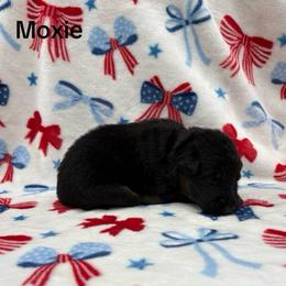 Moxie - Black and red female German Shepherd puppy in Coplay, Pennsylvania from By My Side Germans Shepherds & Dobermans