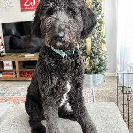 Bernedoodle and Goldendoodle All Grown Up from A.N.A. Doodles
