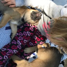 Chinook Puppies from Spook Nook Chinooks
