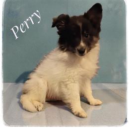 Perry - White black and tan male Shetland Sheepdog puppy in Minnesota from Sheltie Puppies