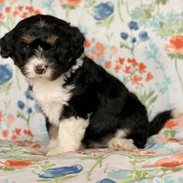Aussiedoodle Puppies from Elkington Family Farms
