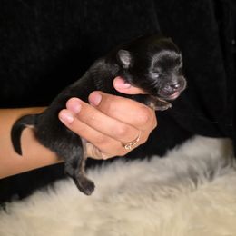 Cricket - Black and tan parti male Pomeranian puppy in Smithville, Texas from Lafary Poms