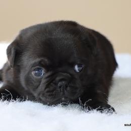 Diva - Black female Pug puppy in Winnsboro, Texas from Southern pugs