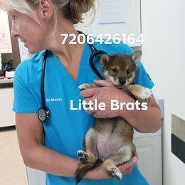 Coming in Aug - Sesame female Shiba Inu puppy in Colorado Springs, Colorado from Little Brats