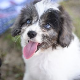 Cavalier King Charles Spaniel and Cavapoo Puppies from Lindsey’s Cavies