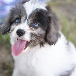 Cavalier King Charles Spaniel and Cavapoo Puppies from Lindsey’s Cavies