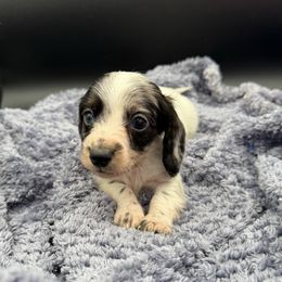 Boy 6 - Piebald male Dachshund puppy in Spanaway, Washington from 11 Oaks Kennels