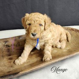 Mango - Red  male Goldendoodle puppy in Mancelona, Michigan from Lavender poodles & doodles