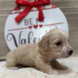 Andy - Cream male Dachshund puppy in Cherry Tree, Oklahoma from Peavine Creek Dachshunds
