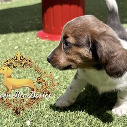 Dachshund Puppies from Queen Bee Doxies