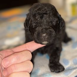Goldendoodle and Poodle Puppies from Southern Stroll Poodles & Doodles