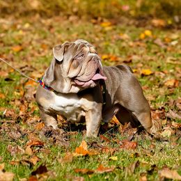Jimmy Choo - Bulldog