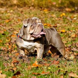 Jimmy Choo - Bulldog