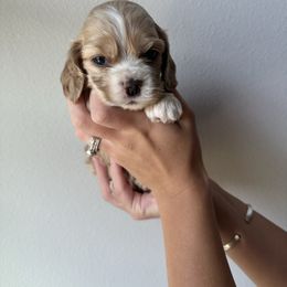 Buttercup - Buff and white female Cocker Spaniel puppy in Claremore, Oklahoma from BRX Country Cockers LLC