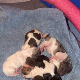 Dachshund Puppies from Doodle Bugs Doxies