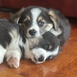 Pembroke Welsh Corgi puppies from Manning Family Farm