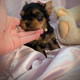 Yorkshire Terrier Puppies from Babydoll yorkies