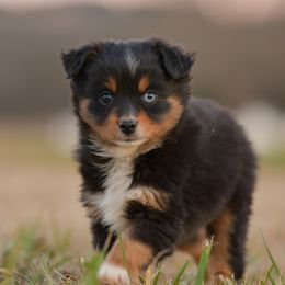 Falcone - Black tri male Miniature Australian Shepherd puppy in Hartman, Arkansas from Southern Edition Aussies