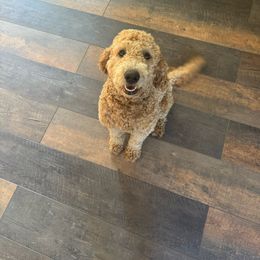 Ry Ry - Goldendoodle