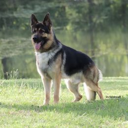 German Shepherds from Patricia's German Shepherds