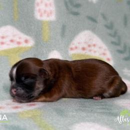 Shih Tzu Puppies from Altas Palmas Shih Tzu