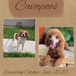 Cavapoo puppies from Fisher River Doodle's