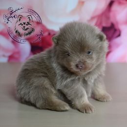 Chanel - Lavender female Pomeranian puppy in Fultonville, New York from Sandy Aussies & Pomeranians